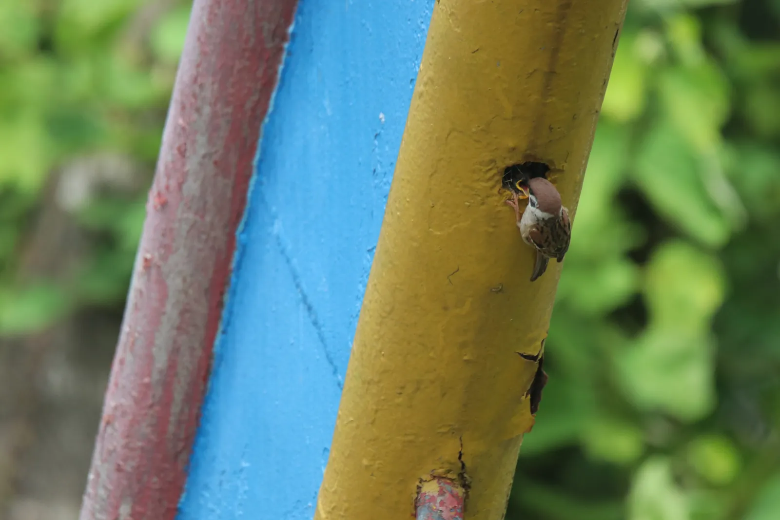 Sparrow looking out of a hole in a metal pipe where it nests