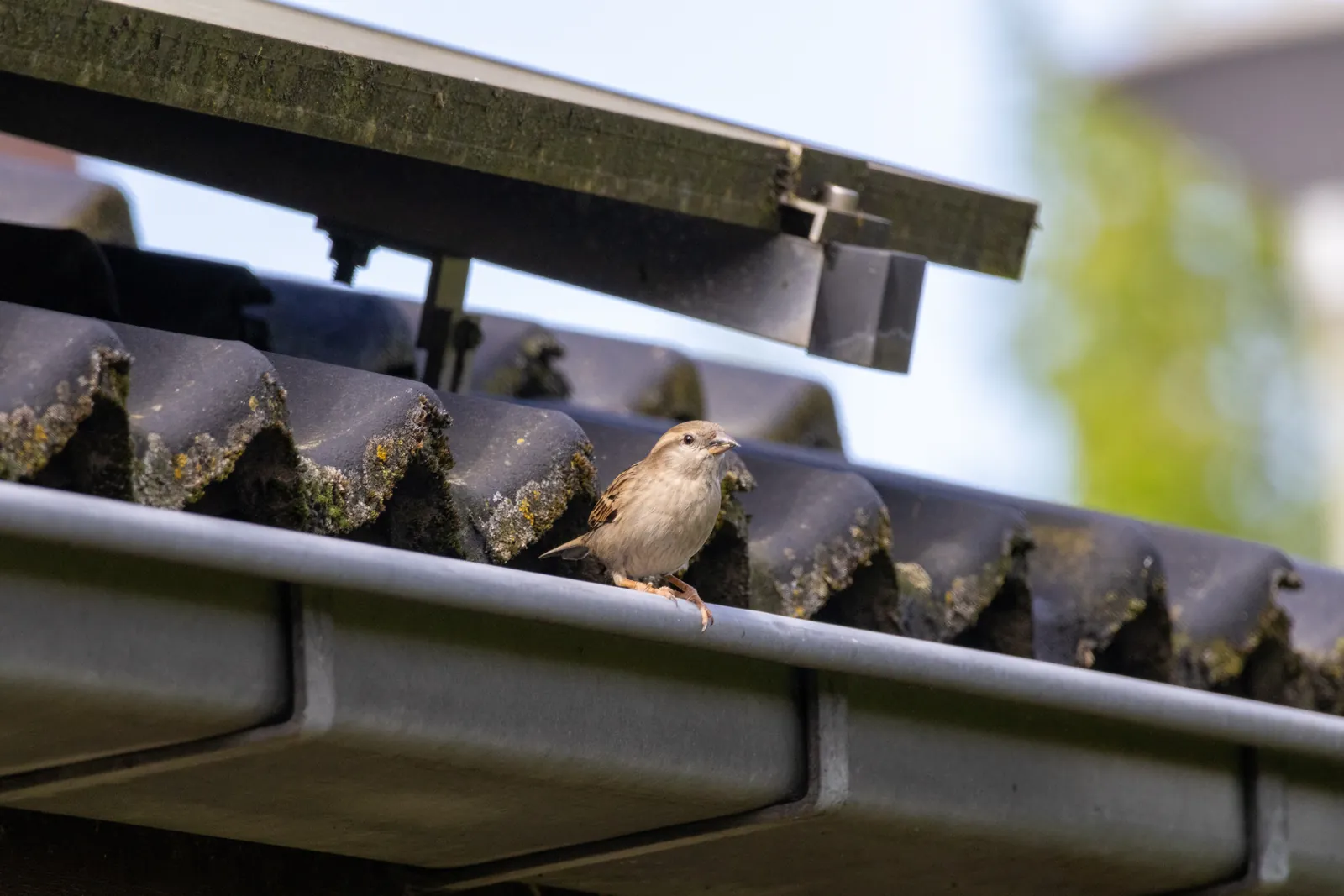 Sparrow perched in a metal gutter below roof tiles